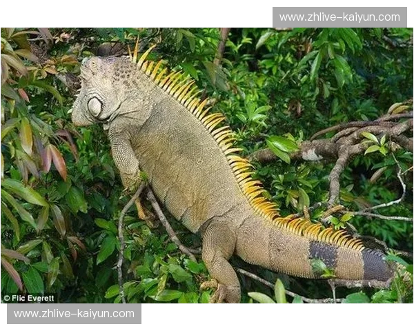 探寻“纯净天堂”与“足球王国”的奇妙碰撞：哥斯达黎加vs巴西，一场超越胜负的感官盛宴